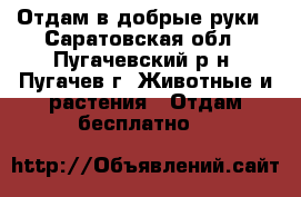 Отдам в добрые руки - Саратовская обл., Пугачевский р-н, Пугачев г. Животные и растения » Отдам бесплатно   